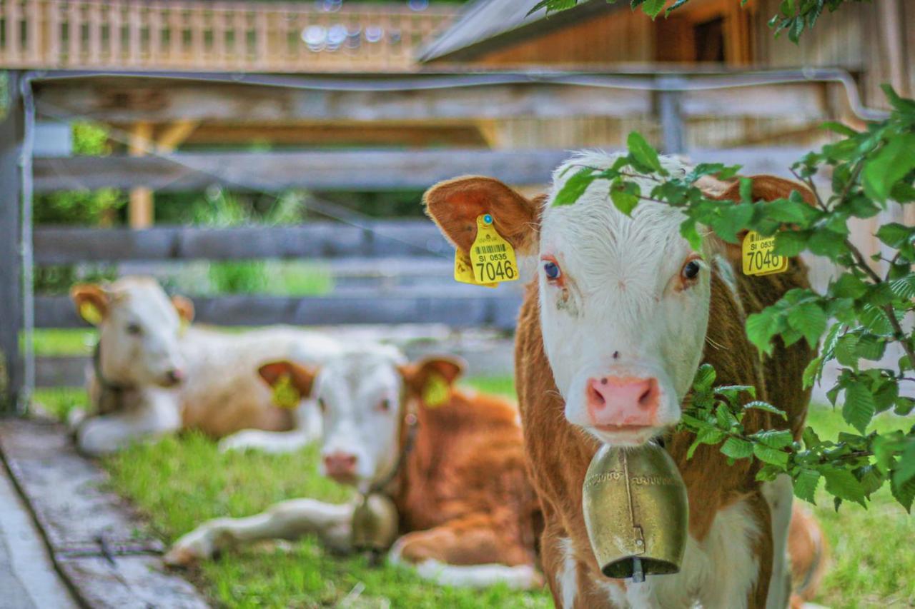Slovenia Eco Resort Stahovica Dış mekan fotoğraf